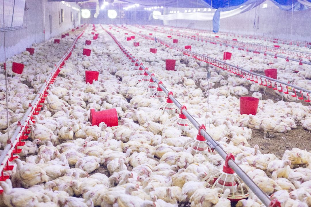 Poultry Farm Uganda